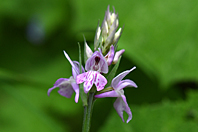 Dactylorhiza fuchsii Dactylorhiza fuchsii